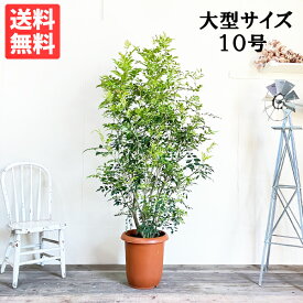 観葉植物 大型 シマトネリコ トネリコ 10号 10号鉢 法人様送料無料 庭木 鉢植え おしゃれ インテリア 販売 記念樹 寒さに強い 屋外 シンボルツリー