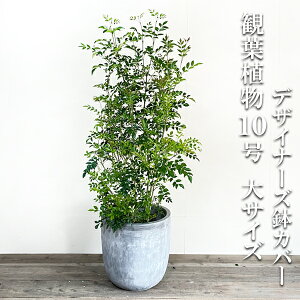 玄関 鉢植え 木の人気商品 通販 価格比較 価格 Com