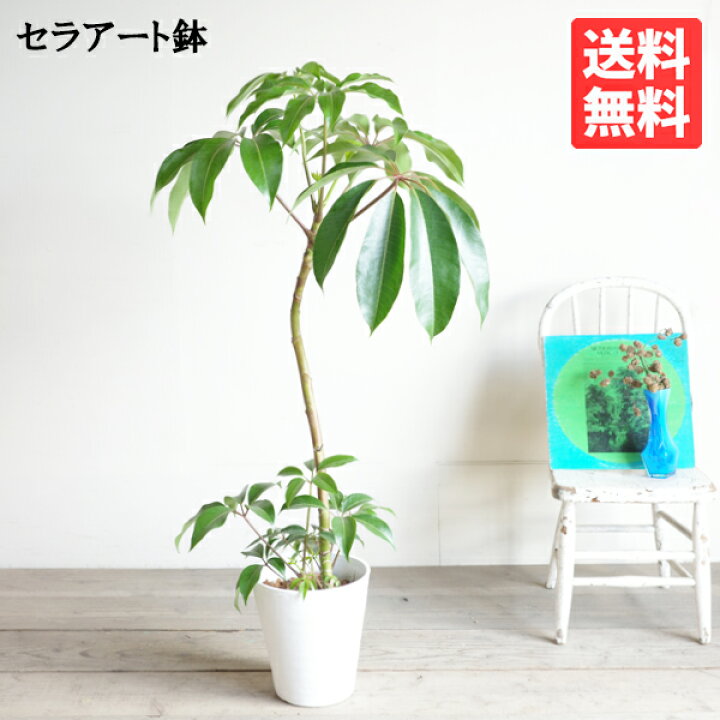 楽天市場】ツピタンサス シェフレラ 観葉植物 本物 ホワイトセラアート  