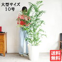 観葉植物 大型 チャメドレア セフリジー ヤシの木 10号 法人様送料無料 おしゃれ 尺鉢 大鉢 10号鉢 大サイズ インテリア