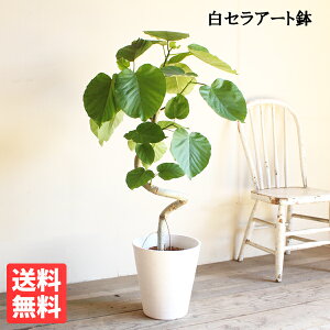 ウンベラータ 8号 ループ樹形 白セラアート鉢 送料無料 フィカスウンベラータ 観葉植物 おしゃれ 中型 大型 フィカス ゴムの木 花 ガーデン DIY 花 観葉植物 観葉植物 インテリア ウランベー