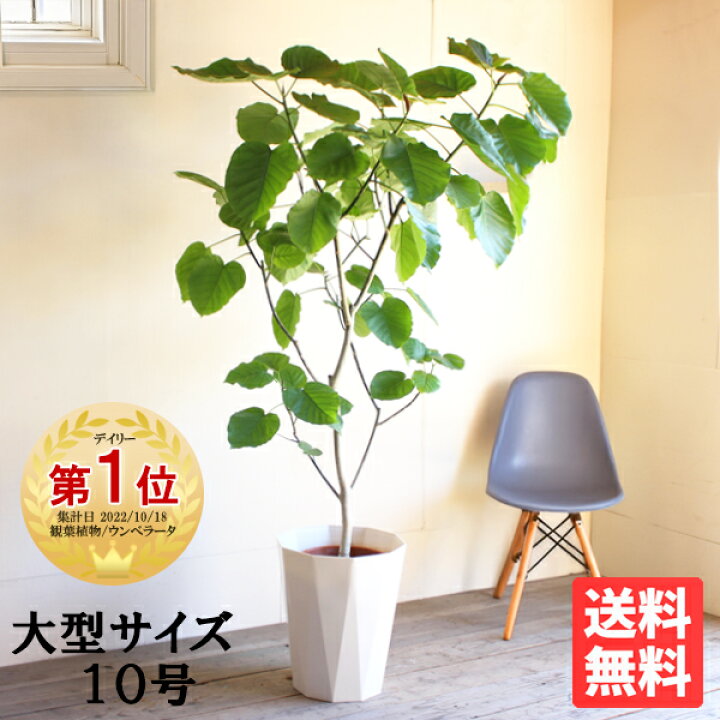 楽天市場 ウンベラータ 10号 法人様送料無料 フィカスウンベラータ 観葉植物 おしゃれ 尺鉢 大型 大鉢 10号鉢 フィカス ゴムの木 インテリア ウランベータ 観葉植物のthe Green