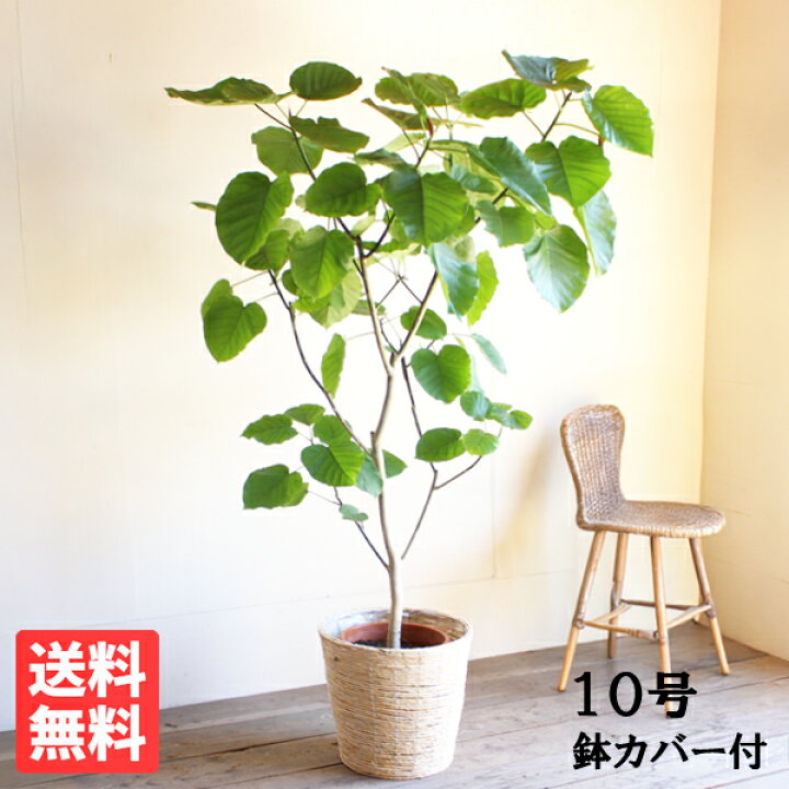 楽天市場 ウンベラータ 10号 法人様送料無料 ナチュラル鉢カバー付 フィカスウンベラータ 観葉植物 おしゃれ 尺鉢 大型 大鉢 10号鉢 フィカス ゴムの木 インテリア ウランベータ 花 ガーデン Diy 観葉植物のthe Green