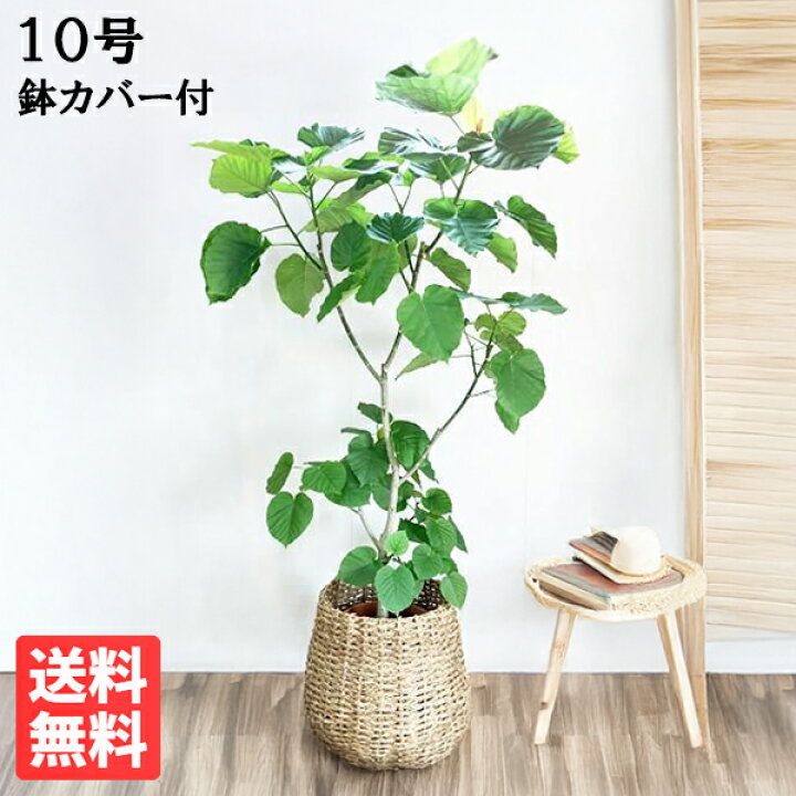 楽天市場】観葉植物 大型 ウンベラータ 10号 法人様送料無料 手編み 