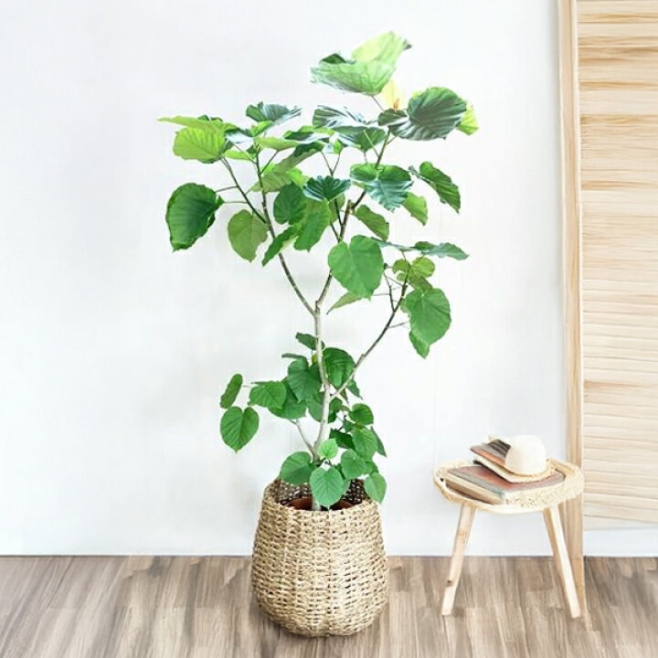 楽天市場】観葉植物 大型 ウンベラータ 10号 法人様送料無料 手編み 