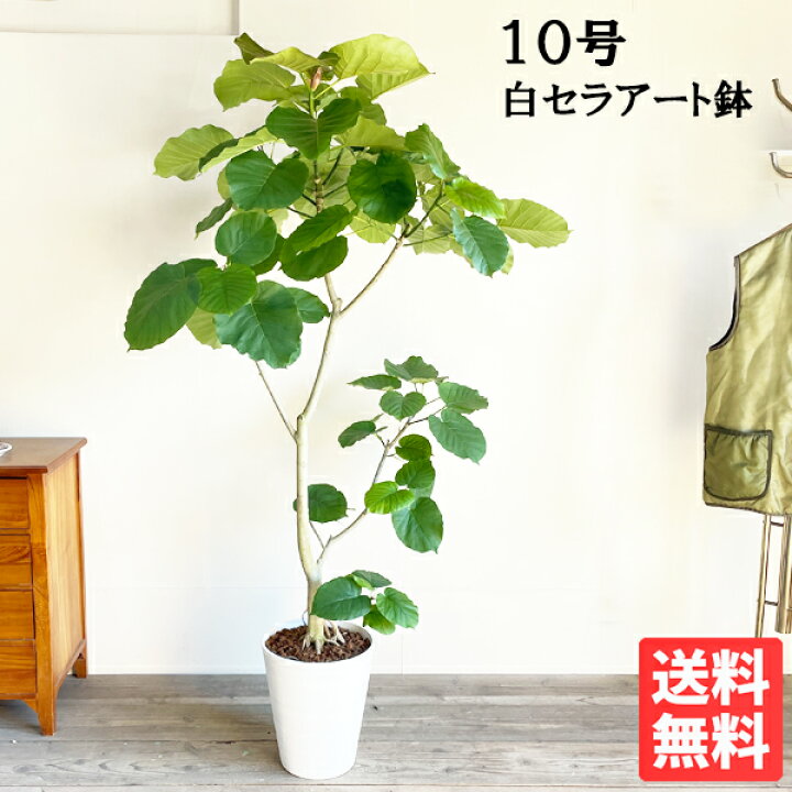 楽天市場】観葉植物 大型 ウンベラータ 10号 法人様送料無料 ホワイト  