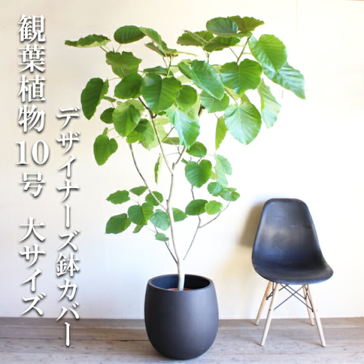 楽天市場 ウンベラータ 10号 法人様送料無料 バルーン型 デザイナーズ 高級鉢カバー付 ブラック フィカスウンベラータ プレミアム 観葉植物 おしゃれ 尺鉢 大型 大鉢 10号鉢 フィカス ゴムの木 インテリア ウランベータ 花 ガーデン Diy 観葉植物のthe Green
