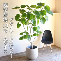 楽天市場】フィカス アフリカン プリンスの通販