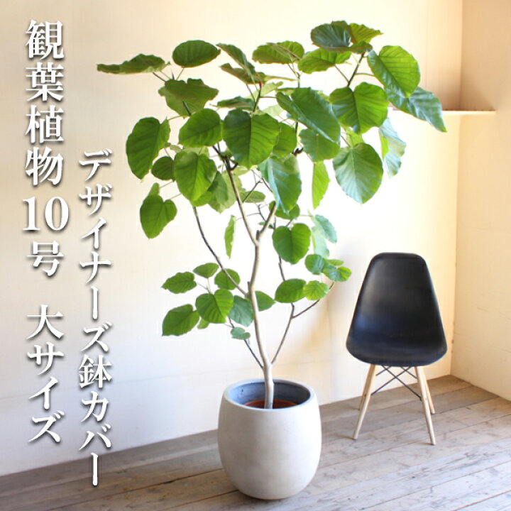 楽天市場】観葉植物 大型 ウンベラータ 10号 法人様送料無料 バルーン 