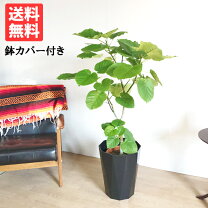 楽天市場】ウンベラータ 12号の通販