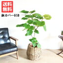 ウンベラータ 8号 手編みバスケット付き 送料無料 フィカスウンベラータ 観葉植物 おしゃれ 中型 大型 フィカス ゴムの木 ウランベータ インテリア