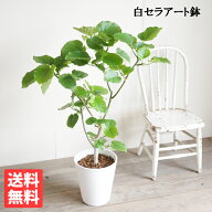 ウンベラータ 8号 ホワイト セラアート鉢 送料無料 フィカスウンベラータ 観葉植物 おしゃれ 中型 大型 …