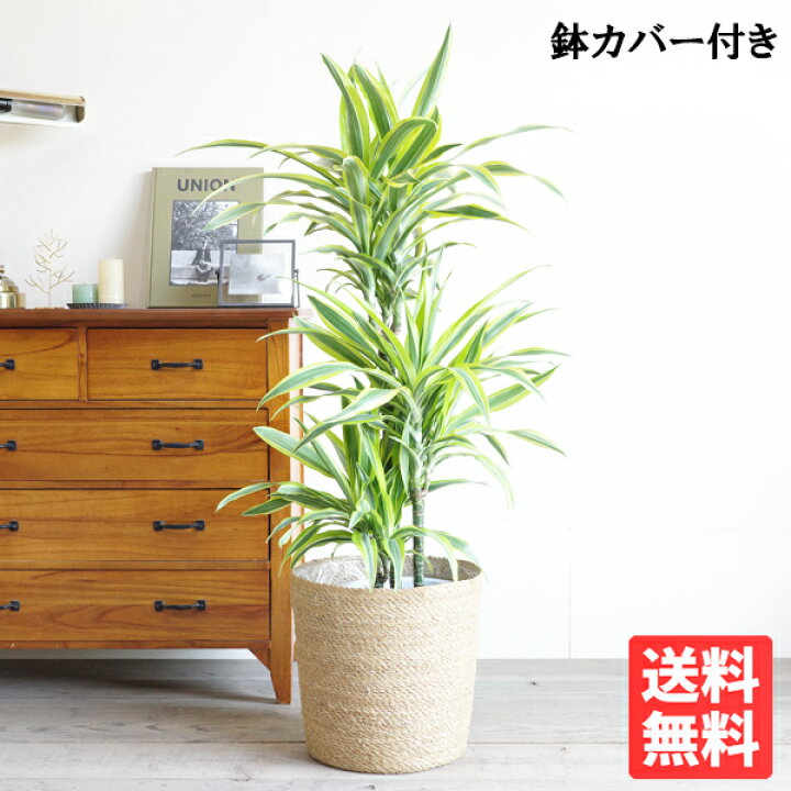 楽天市場 ドラセナ ワーネッキー レモンライム 8号 鉢カバー付き 送料無料 観葉植物 おしゃれ 中型 大型 インテリア ドラセナ デレメンシス Dracaena 観葉植物のthe Green 楽天市場 ドラセナ ワーネッキー レモンライム 8号 鉢カバー付き 送料無料 観葉植物 おしゃれ 中型 大型 インテリア ドラセナ デレメンシス Dracaena 観葉植物のthe Green