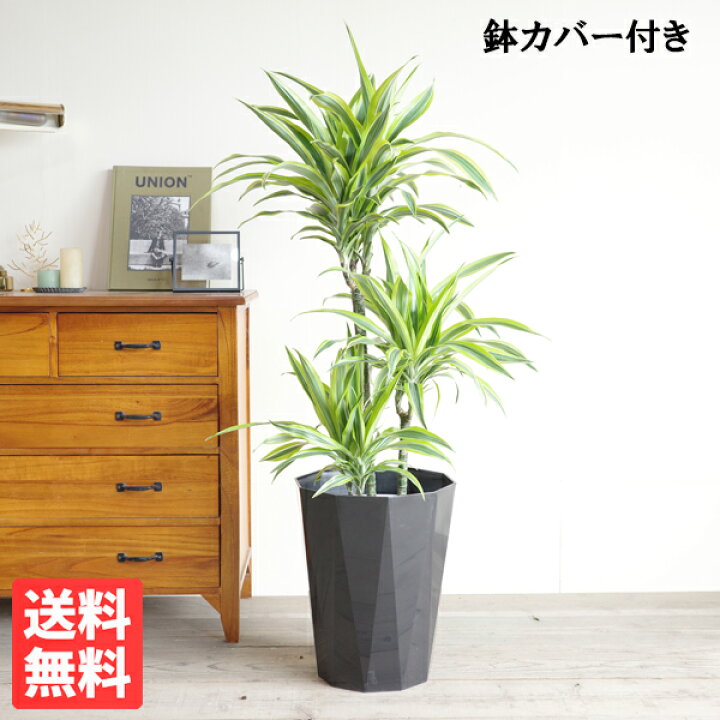 楽天市場 ドラセナ ワーネッキー レモンライム 8号 黒色鉢カバー付き 送料無料 観葉植物 おしゃれ 中型 大型 インテリア ドラセナ デレメンシス Dracaena 観葉植物のthe Green 楽天市場 ドラセナ ワーネッキー レモンライム 8号 黒色鉢カバー付き 送料無料 観葉植物 おしゃれ 中型 大型 インテリア ドラセナ デレメンシス Dracaena 観葉植物のthe Green