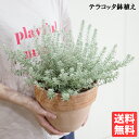ウエストリンギア スモーキーホワイト オーストラリアンローズマリー イタリア製 テラコッタ鉢植え 素焼き鉢 送料無料 鉢植え 観葉植物 おしゃれ インテリア 中型 小型 ベランダ テラス バルコニー ハーブ 寒さに強い