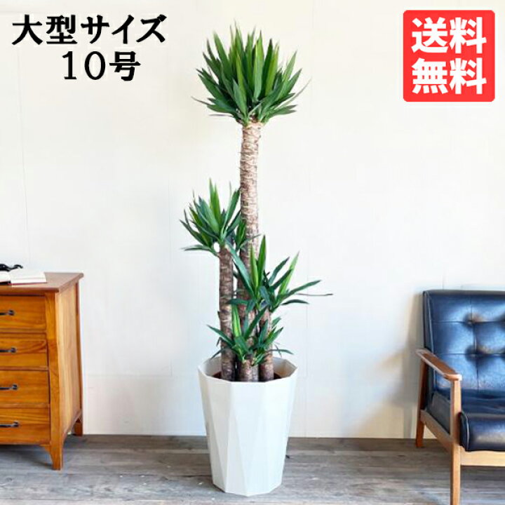 楽天市場】観葉植物 大型 ユッカ エレファンティペス 10号 青年の樹 