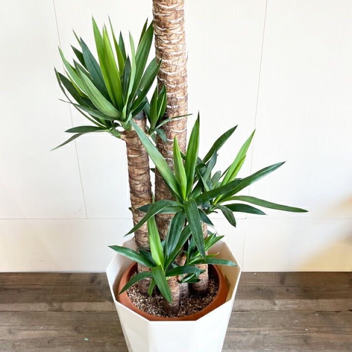 楽天市場】観葉植物 大型 ユッカ エレファンティペス 10号 青年の樹  