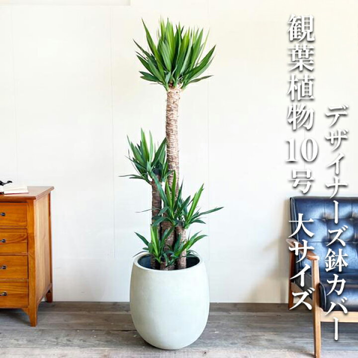 楽天市場】観葉植物 大型 ユッカ エレファンティペス 10号 法人様送料 