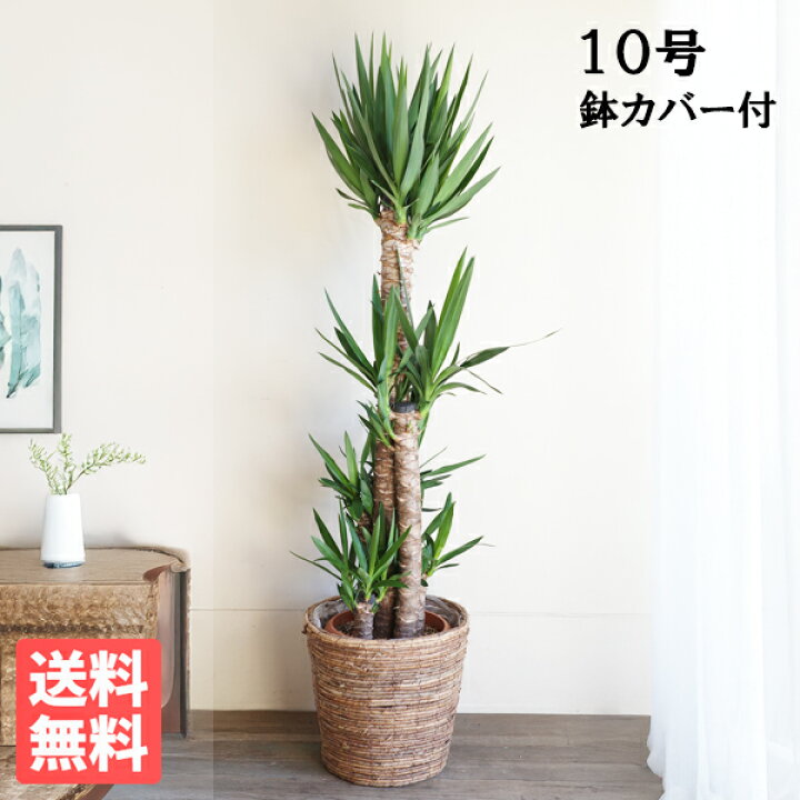 楽天市場】観葉植物 大型 ユッカ エレファンティペス 10号 法人様送料 