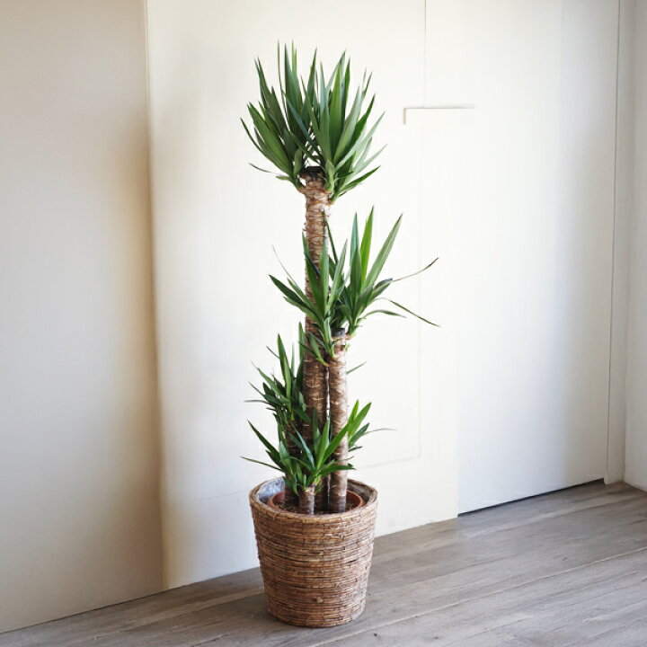 楽天市場】観葉植物 大型 ユッカ エレファンティペス 10号 法人様送料 