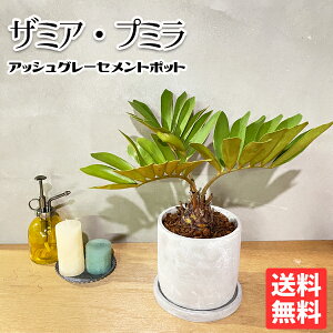 観葉植物 ザミアの人気商品 通販 価格比較 価格 Com 観葉植物 ザミアの人気商品 通販 価格比較 価格 Com