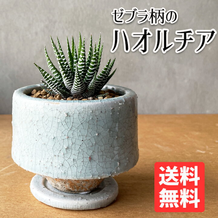 楽天市場 ハオルチア 十二の巻 陶器鉢植え 多肉植物 シマシマゼブラ 卓上サイズ 観葉植物 ミニ プレゼント 送料無料 小型 インテリア 観葉植物のthe Green