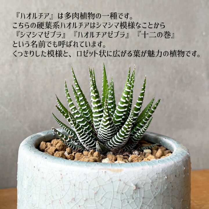 楽天市場 ハオルチア 十二の巻 陶器鉢植え 多肉植物 シマシマゼブラ 卓上サイズ 観葉植物 ミニ プレゼント 送料無料 小型 インテリア 観葉植物のthe Green