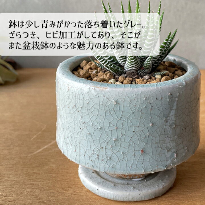 楽天市場 ハオルチア 十二の巻 陶器鉢植え 多肉植物 シマシマゼブラ 卓上サイズ 観葉植物 ミニ プレゼント 送料無料 小型 インテリア 観葉植物のthe Green