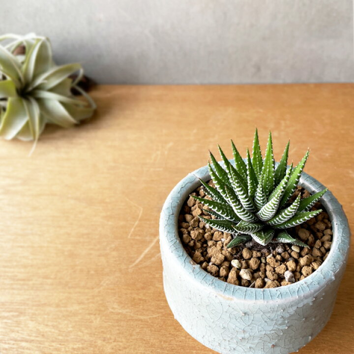 楽天市場 ハオルチア 十二の巻 陶器鉢植え 多肉植物 シマシマゼブラ 卓上サイズ 観葉植物 ミニ プレゼント 送料無料 小型 インテリア 観葉植物のthe Green