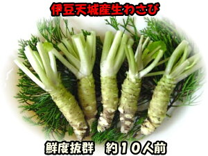 わさび (小)5本 ※約10人前