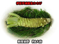 わさび 1本（大）※約8人前 ※お届け日指定不可