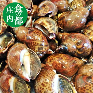 【生 黒バイ貝】1kg(40〜50個前後) 【バーベキュー 海鮮】【バーベキュー 食材】山形県庄内浜産 BBQ bbq 食の都庄内