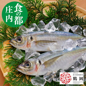 天然【アジ】1kg4から6尾 冷蔵 山形県庄内産 鮮魚セット【マアジ】【真鯵】 手塚商店 食の都庄内