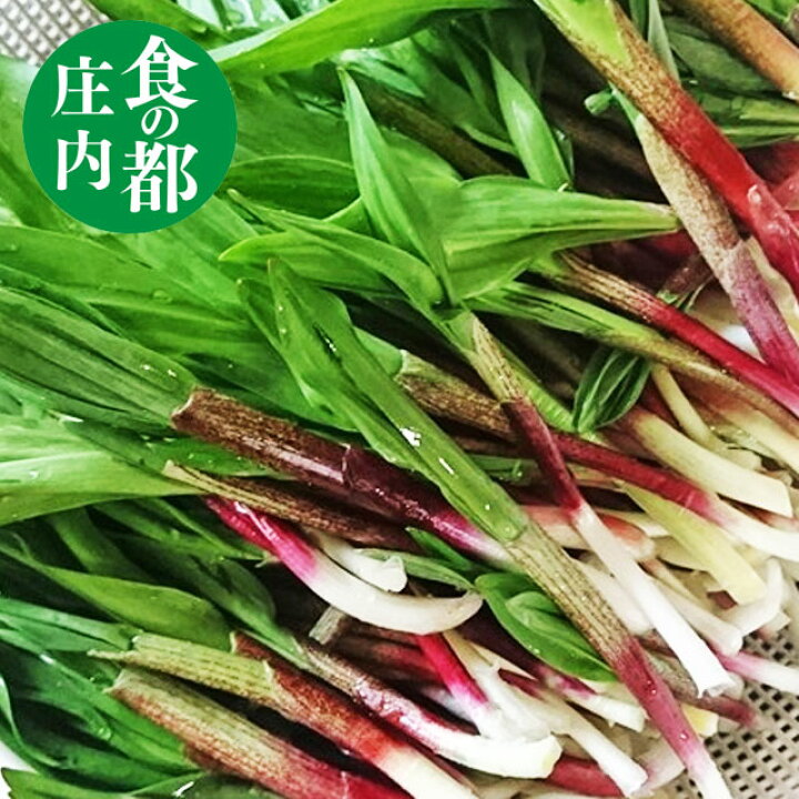楽天市場 山菜 行者にんにく 50ｇ 山形県庄内産 産地直送 行者ニンニク 野菜 庄内野菜 食の都庄内 お食い初め鯛料理の店ザ フレア