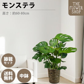 【お買い物マラソン】観葉植物 モンステラ 高さ：約60-80cm 7号 グリーン プレゼント ギフト クリスマス 母の日 父の日 敬老の日 お祝い 開店御祝 新居御祝 就任御祝 上場御祝 インテリア おしゃれ 送料無料 バスケット付き カゴ付き