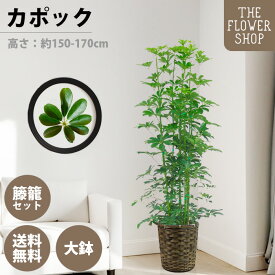 観葉植物 カポック 高さ：約150-170cm 10号 グリーン プレゼント ギフト クリスマス 母の日 父の日 敬老の日 お祝い 開店御祝 新居御祝 就任御祝 上場御祝 インテリア おしゃれ 送料無料 バスケット付き カゴ付き