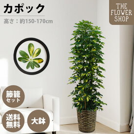 【楽天スーパーSALE】観葉植物 キフカポック 高さ：約150-170cm 10号 グリーン プレゼント ギフト クリスマス 母の日 父の日 敬老の日 お祝い 開店御祝 新居御祝 就任御祝 上場御祝 インテリア おしゃれ 送料無料 バスケット付き カゴ付き 斑入り