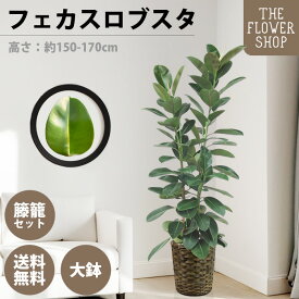 【楽天スーパーSALE】観葉植物 フィカスロブスタ 高さ：約150-170cm 10号 グリーン プレゼント ギフト クリスマス 母の日 父の日 敬老の日 お祝い 開店御祝 新居御祝 就任御祝 上場御祝 インテリア おしゃれ 送料無料 バスケット付き カゴ付き