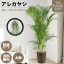 【クーポン発行中】【選べるサイズ】観葉植物 アレカヤシ 高さ：約80-100cm 約160-180cm ヤシの木 グリーン プレゼント ギフト クリスマス 母の日 父の日 敬老の日 お祝い 開店御祝 新居御祝 就任御祝 上場御祝 送料無料 バスケット付き カゴ付き