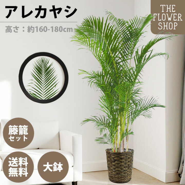 楽天市場】【選べるサイズ】観葉植物 アレカヤシ 高さ：約80-100cm 約 