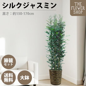【楽天スーパーSALE】観葉植物 シルクジャスミン 高さ：約150-170cm 10号 グリーン プレゼント ギフト クリスマス 母の日 父の日 敬老の日 お祝い 開店御祝 新居御祝 就任御祝 上場御祝 インテリア おしゃれ 送料無料 バスケット付き カゴ付き