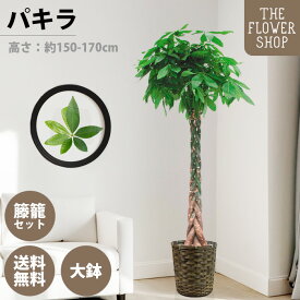 【楽天スーパーSALE】【選べるサイズ】観葉植物 パキラ 高さ：約80-100cm 約160-180cm グリーン プレゼント ギフト クリスマス 母の日 父の日 敬老の日 お祝い 開店御祝 新居御祝 就任御祝 上場御祝 インテリア おしゃれ 送料無料 バスケット付き カゴ付き