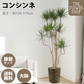 【楽天スーパーSALE】【選べるサイズ】観葉植物 コンシンネ 高さ：約100-120cm 約160-180cm グリーン プレゼント ギフト クリスマス 母の日 父の日 敬老の日 お祝い 開店御祝 新居御祝 就任御祝 上場御祝 インテリア おしゃれ 送料無料 バスケット付き カゴ付き