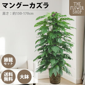 【楽天スーパーSALE】観葉植物 マングーカズラ 約150-170cm 10号 グリーン プレゼント ギフト クリスマス 母の日 父の日 敬老の日 お祝い 開店御祝 新居御祝 就任御祝 上場御祝 インテリア おしゃれ 送料無料 バスケット付き カゴ付き