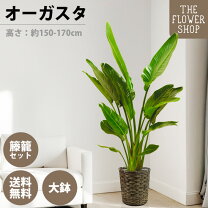 楽天市場】観葉植物 オーガスタ 150の通販