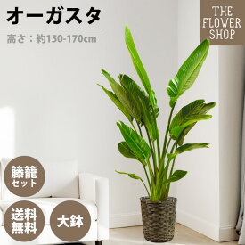 【楽天スーパーSALE】【選べるサイズ】観葉植物 オーガスタ 高さ：約150-170cm 10号 グリーン プレゼント ギフト クリスマス 母の日 父の日 敬老の日 お祝い 開店御祝 新居御祝 就任御祝 上場御祝 インテリア おしゃれ 送料無料 バスケット付き カゴ付き