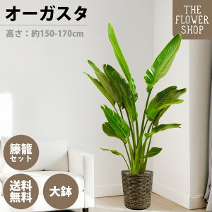 yIׂTCYzϗtA I[KX^ F150-170cm 10 O[ v[g Mtg NX}X ̓ ̓ hV̓ j JXj Vj ACj j CeA 