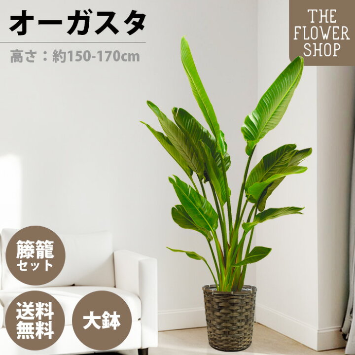 楽天市場】【お買い物マラソン】【選べるサイズ】観葉植物 オーガスタ 