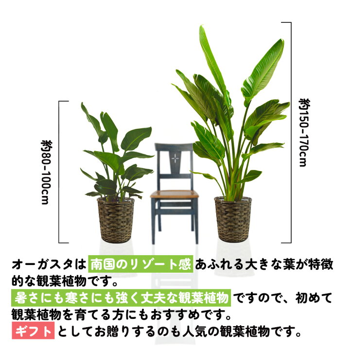 楽天市場】【お買い物マラソン】【選べるサイズ】観葉植物 オーガスタ 