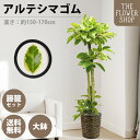 観葉植物 アルテシマゴム 高さ：約150-170cm 10号 グリーン プレゼント ギフト クリスマス 母の日 父の日 敬老の日 お祝い 開店御祝 新居御祝 就任御祝 上場御祝 インテリア おしゃれ 送料無料 バスケット付き カゴ付き